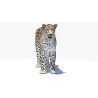 Persian Leopard 3D Model PROmax3D - 3