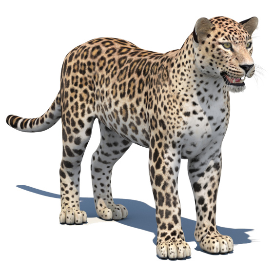 Persian Leopard 3D Model PROmax3D - 1