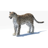 Persian Leopard 3D Model PROmax3D - 4