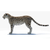 Persian Leopard 3D Model PROmax3D - 5