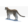 Persian Leopard 3D Model PROmax3D - 6