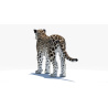 Persian Leopard 3D Model PROmax3D - 7
