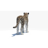Persian Leopard 3D Model PROmax3D - 8