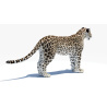 Persian Leopard 3D Model PROmax3D - 9