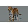Sri Lankan Leopard 3D Model PROmax3D - 2