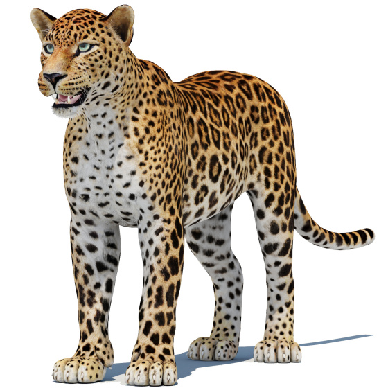 Sri Lankan Leopard 3D Model