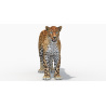 Sri Lankan Leopard 3D Model PROmax3D - 3