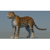 Sri Lankan Leopard 3D Model PROmax3D - 4