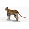Sri Lankan Leopard 3D Model PROmax3D - 6