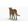Sri Lankan Leopard 3D Model PROmax3D - 7