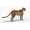Sri Lankan Leopard 3D Model PROmax3D - 9
