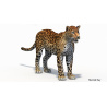 Sri Lankan Leopard 3D Model PROmax3D - 13