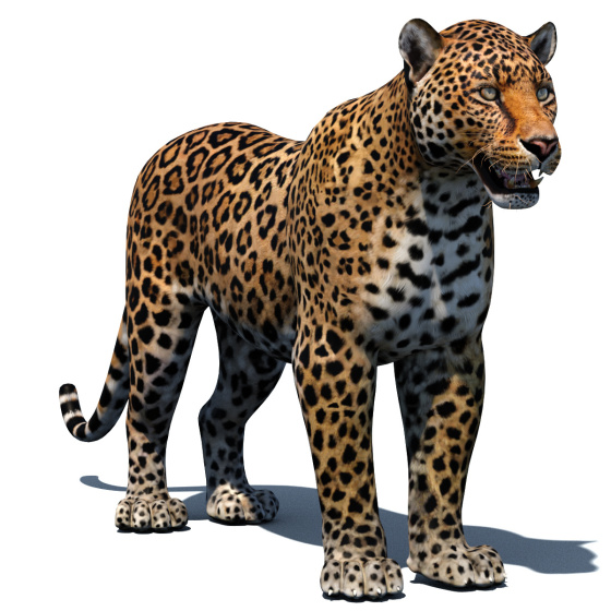 Leopard 3D Model PROmax3D - 1