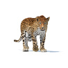Animated Sri Lankan Leopard 3D Model PROmax3D - 2