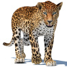 Animated Sri Lankan Leopard 3D Model PROmax3D - 1
