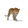 Animated Sri Lankan Leopard 3D Model PROmax3D - 4