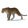 Animated Sri Lankan Leopard 3D Model PROmax3D - 5
