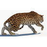Animated Sri Lankan Leopard 3D Model PROmax3D - 6