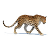 Animated Sri Lankan Leopard 3D Model PROmax3D - 7