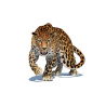 Animated Sri Lankan Leopard 3D Model PROmax3D - 9