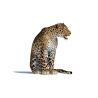 Animated Sri Lankan Leopard 3D Model PROmax3D - 13