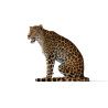 Animated Sri Lankan Leopard 3D Model PROmax3D - 14