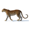 Animated Sri Lankan Leopard 3D Model PROmax3D - 15