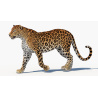 Animated Sri Lankan Leopard 3D Model PROmax3D - 17