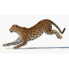 Animated Sri Lankan Leopard 3D Model PROmax3D - 19