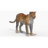 Animated Sri Lankan Leopard 3D Model PROmax3D - 20