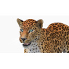 Animated Sri Lankan Leopard 3D Model PROmax3D - 21