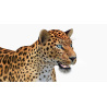 Animated Sri Lankan Leopard 3D Model PROmax3D - 22