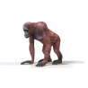 Orangutan Female 3D model PROmax3D - 3