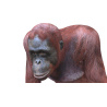Orangutan Female 3D model PROmax3D - 8