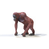 Rigged Female Orangutan 3D Model  - 3