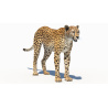 Cheetah 3D Model PROmax3D - 2