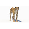 Cheetah 3D Model PROmax3D - 3