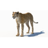 Cheetah 3D Model PROmax3D - 4