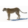 Cheetah 3D Model PROmax3D - 5