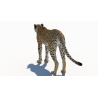 Cheetah 3D Model PROmax3D - 7