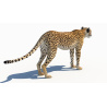 Cheetah 3D Model PROmax3D - 9