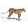 Cheetah 3D Model PROmax3D - 10