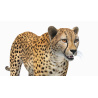 Cheetah 3D Model PROmax3D - 11