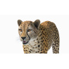 Cheetah 3D Model PROmax3D - 12