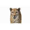Cheetah 3D Model PROmax3D - 13