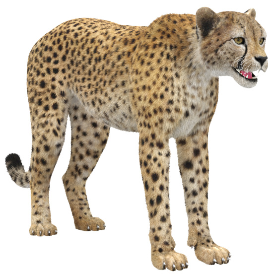 Cheetah Furry 3D Model PROmax3D - 1