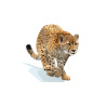 Cheetah 3D Model Animated Fur PROmax3D - 2
