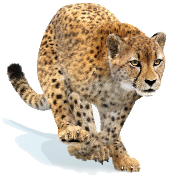Cheetah 3D Model Animated Fur PROmax3D - 1