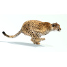 Cheetah 3D Model Animated Fur PROmax3D - 3