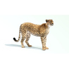 Cheetah 3D Model Animated Fur PROmax3D - 4